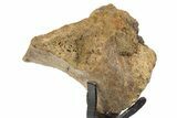 Fossil Triceratops Prezygapophysis w/ Metal Stand - South Dakota #339984-1